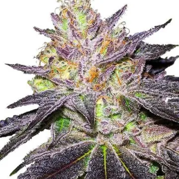 Wedding Cake Cannabis bud from Hotbox on Ganjacy.com