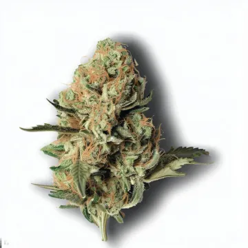 A Cake N Cream Cannabis bud from Ganjacy.com