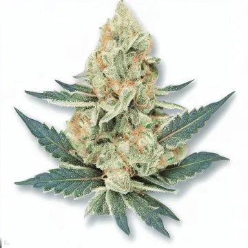 Amnesia Haze bud from Ganjacy.com