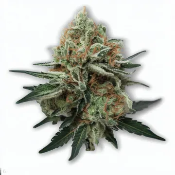 A Alien Runtz Cannabis bud from Ganjacy.com