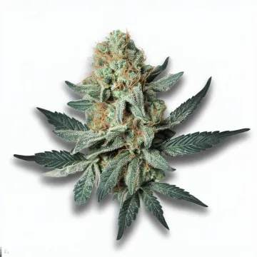 An Avant 123 Cannabis bud from Ganjacy.com