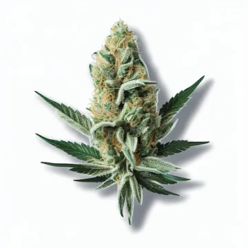 A Banana Cannabis bud from Ganjacy.com