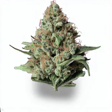 A Candy Dream Cannabis bud from Ganjacy.com