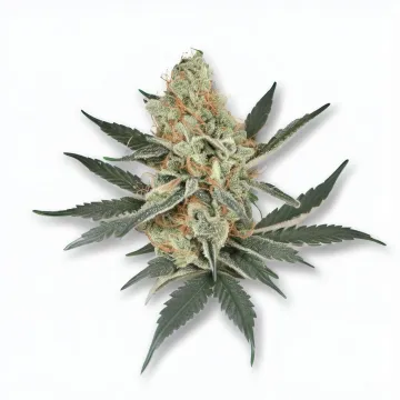 A Charlotte's Angel Cannabis bud from Ganjacy.com
