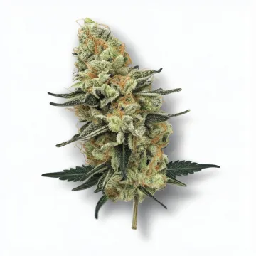A Chemistree Cannabis bud from Ganjacy.com