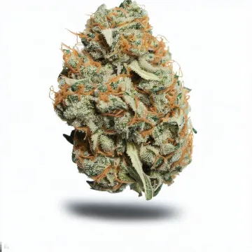 A Critical + Cannabis bud from Ganjacy.com