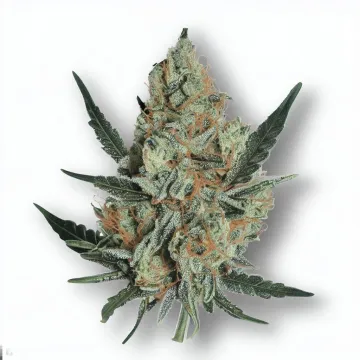 A Designer Runtz Cannabis bud from Ganjacy.com