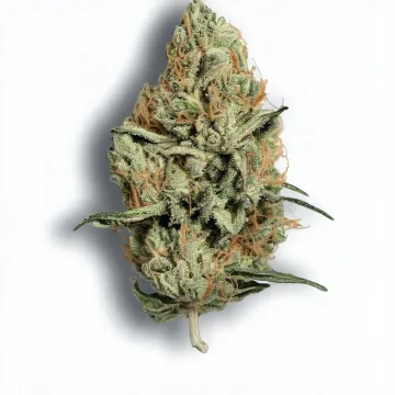 A Dirty Taxi Cannabis bud from Ganjacy.com