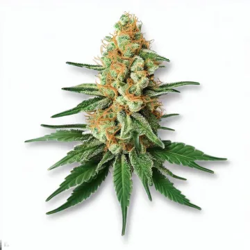 Picture of a Dreamsicle Cannabis bud from Ganjacy.com