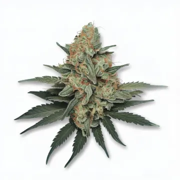 A Dutch Treat Cannabis bud from Ganjacy.com
