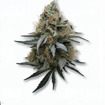 A Forbidden Widow Cannabis bud from Ganjacy.com