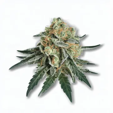 A GG4 Cannabis bud from Ganjacy.com