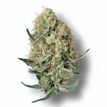 A Garlic Cocktail Cannabis bud from Ganjacy.com
