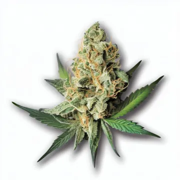 A Gas Basket Cannabis bud from Ganjacy.com