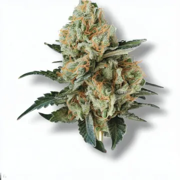 A Gelato Cannabis bud from Ganjacy.com