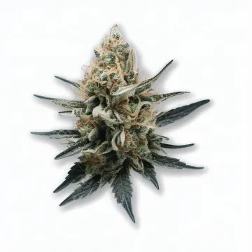 A Ghost Dream Cannabis bud from Ganjacy.com