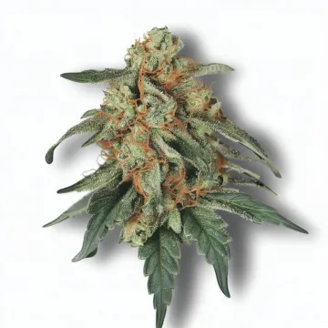 A Jealousy Pie Cannabis bud from Ganjacy.com