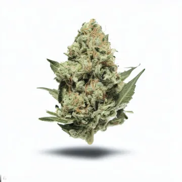 A Kush Mint Cannabis bud from Ganjacy.com