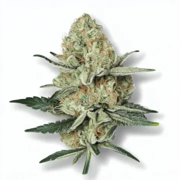 A Lemon Shining Silver Haze Cannabis bud from Ganjacy.com