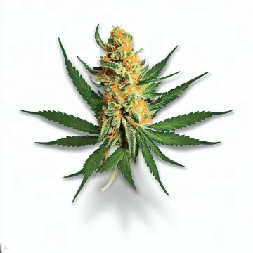 Mimosa cannabis bud from Smokers cannabis resort Pattaya on Ganjacy.com