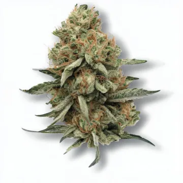 An Old School Haze Cannabis bud from Ganjacy.com