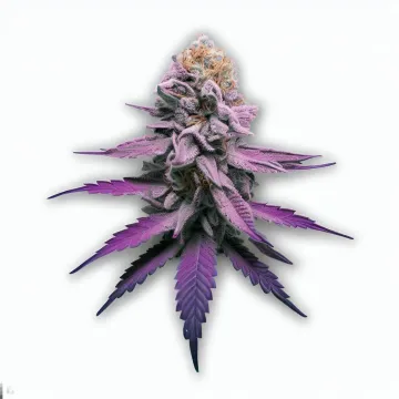 Purple Pineapple cannabis bud from Smokers cannabis resort Pattaya on Ganjacy.com