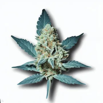 Skywalker cannabis bud from Smokers cannabis resort Pattaya on Ganjacy.com