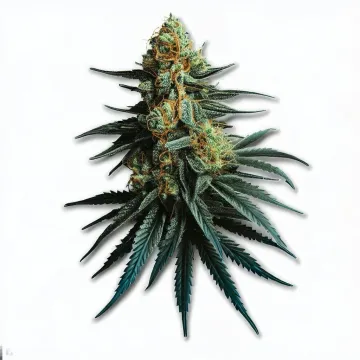 Picture of a Sluricane Cannabis bud from Ganjacy.com