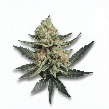 A Tally Mon Cannabis bud from Ganjacy.com