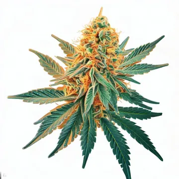 A Mandarine Sunset Cannabis bud from Ganjacy.com