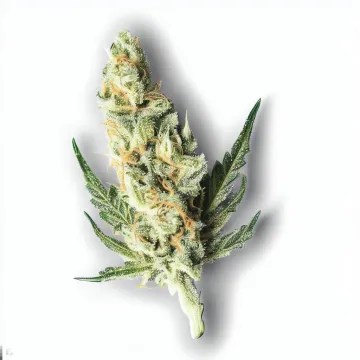 Example of Pulp Friction cannabis available for order on Ganjacy.com