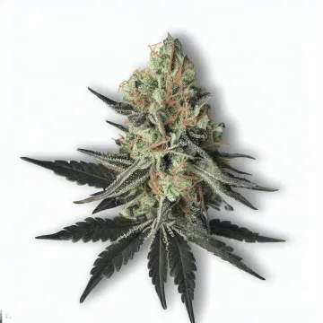 A Markle Sparkle Cannabis bud from Ganjacy.com
