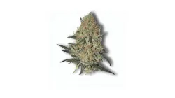 Order Gorialla Glue cannabis at Ganjacy.com