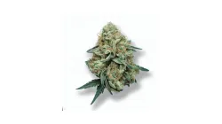 A Wedding Cake Cannabis bud from Ganjacy.com