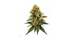 Runtz cannabis bud from Treez on Deck Pattaya on Ganjacy.com
