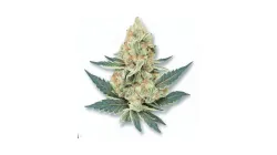 Amnesia Haze bud from Ganjacy.com