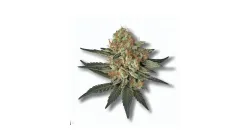 An End Game Cannabis bud from Ganjacy.com