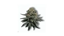 A Gorilla Cannabis bud from Ganjacy.com