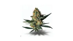 An African Cannabis bud from Ganjacy.com