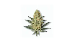 An Amnesia Lemon Cannabis bud from Ganjacy.com