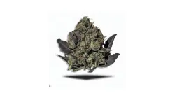 A Black Ape Cannabis bud from Ganjacy.com