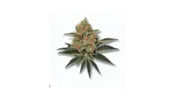 An Apple Jack Cannabis bud from Ganjacy.com