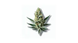 A Banana Cannabis bud from Ganjacy.com