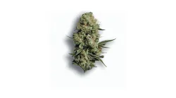 A Banger Cannabis bud from Ganjacy.com