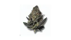 A Black Banana Cannabis bud from Ganjacy.com