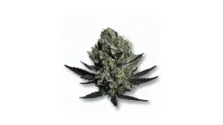 A Black Dog Cannabis bud from Ganjacy.com