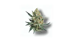 A Blow Pop Cannabis bud from Ganjacy.com