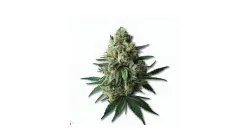 A Bruce Banner Cannabis bud from Ganjacy.com