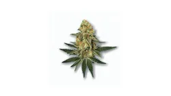 A Cali Gold Cannabis bud from Ganjacy.com