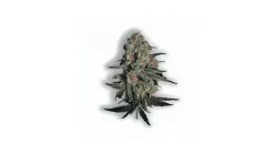 A Cancers Nightmare Cannabis bud from Ganjacy.com